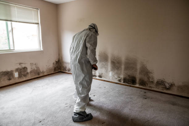 Best Emergency Mold Remediation in Cricket, NC